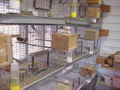 Breeding Society Finches - online degree not needed - Mozilla Firefox